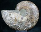 Split Ammonite Fossil (Half) - Crystal Chambers #7971-1